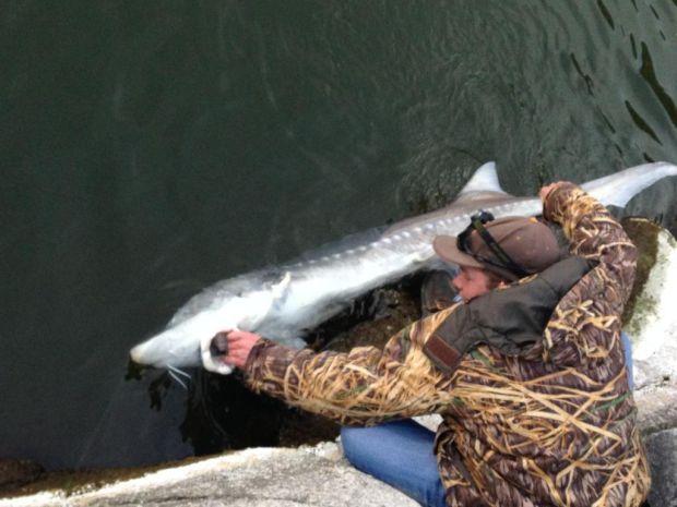Sturgeon Fishing
